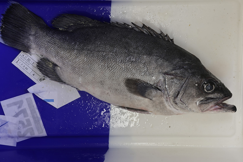Atlantic wreckfish (Polyprion americanus) — Polyprionidae