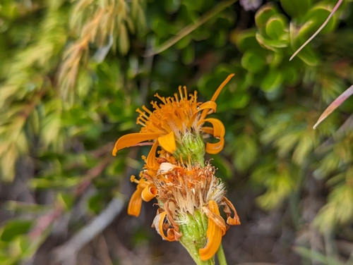 Image of Jacobaea abrotanifolia by (c) Elias, some rights reserved (CC BY)