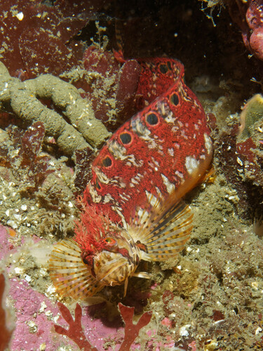 Mosshead warbonnet (Chirolophis nugator) — Stichaeidae — 5