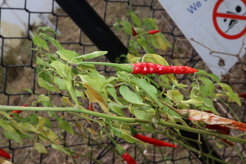 Capsicum annuum