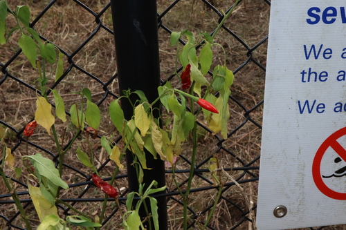 Capsicum annuum