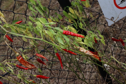 Capsicum annuum