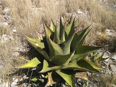 Agave gentryi