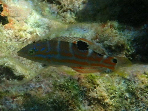 Halichoeres radiatus
