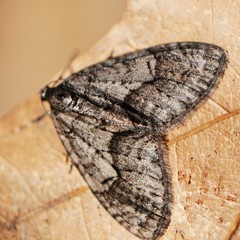 Cladara limitaria