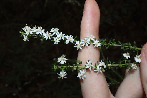 Image of Olearia microphylla by (c) Thomas Mesaglio, some rights reserved (CC BY)