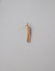 Bactra noteraula