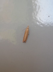 Bactra noteraula
