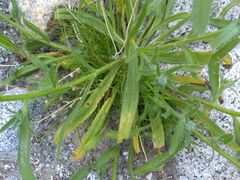 Cryptantha barbigera fergusoniae