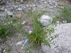 Cryptantha barbigera fergusoniae