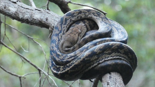 Australian Scrub Python sighting