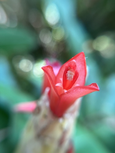 Spiral ginger (Costus pulverulentus)