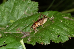Hemiandrus pallitarsis