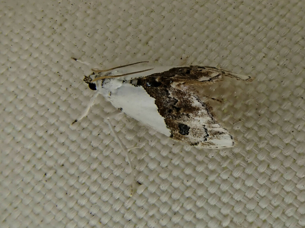 Fancy Lipocosma