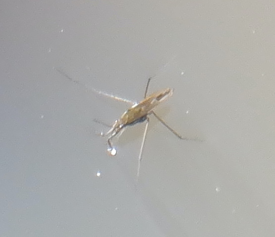 Gerris from Přírodovědecká fakulta Univerzity Karlovy, Prague 2, Praga ...