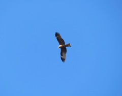 Milvus migrans lineatus