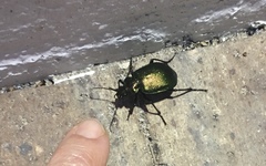 Calosoma schayeri