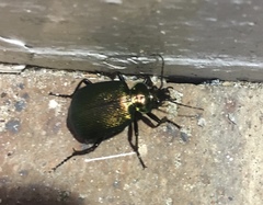 Calosoma schayeri