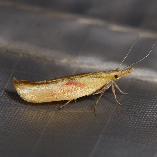 Canary Ypsolopha Moth photo 4