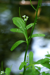 Cardamine scutata