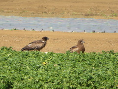Milvus migrans lineatus