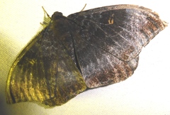 Cyclidia orciferaria