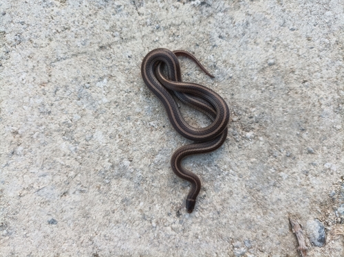 Yellow-lined Centipede Snake