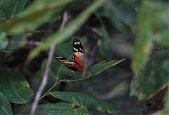 Heliconius numata silvana