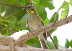 Foulehaio carunculatus