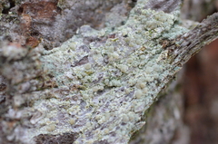 Lecanora symmicta