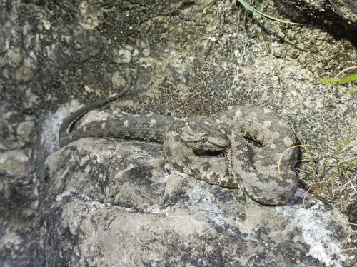 Black-tailed Horned Pitviper, Mixcoatlus melanurus