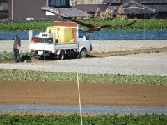 Milvus migrans lineatus