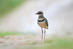 Bronze-Winged Courser photo 1