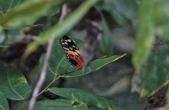 Heliconius numata silvana