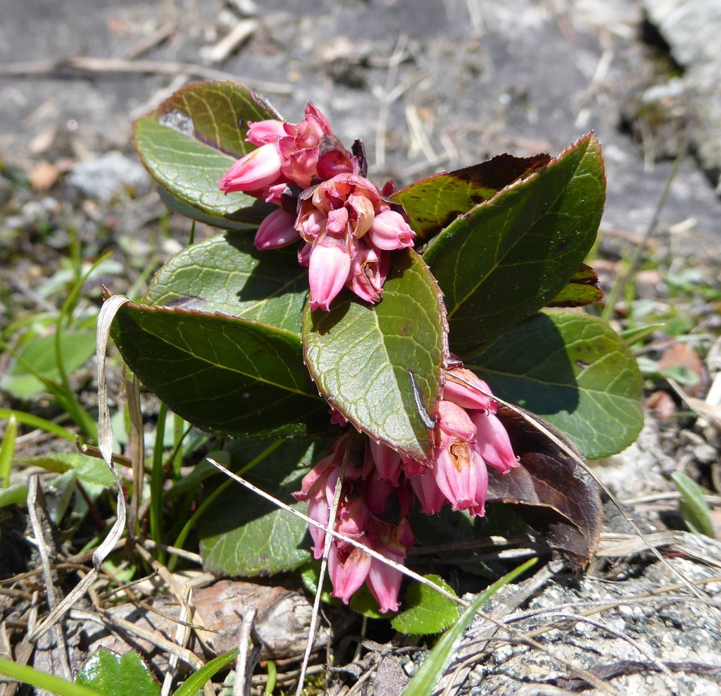 Sikkim blueberry