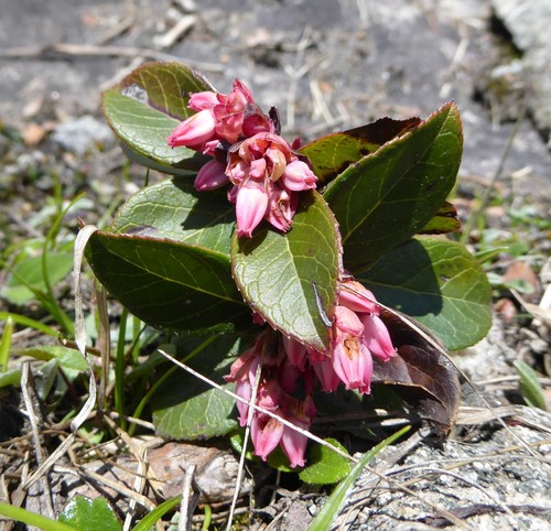 Sikkim blueberry (Vaccinium sikkimense)