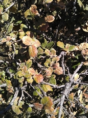 Quercus alpescens