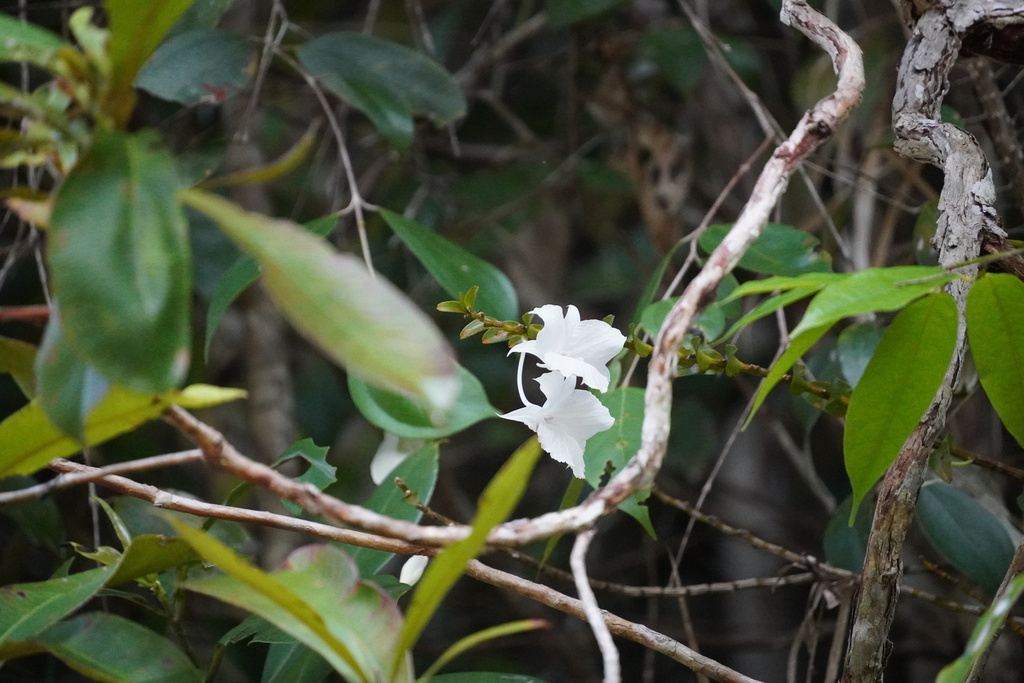 Dendrobium parthenium Rchb.f.