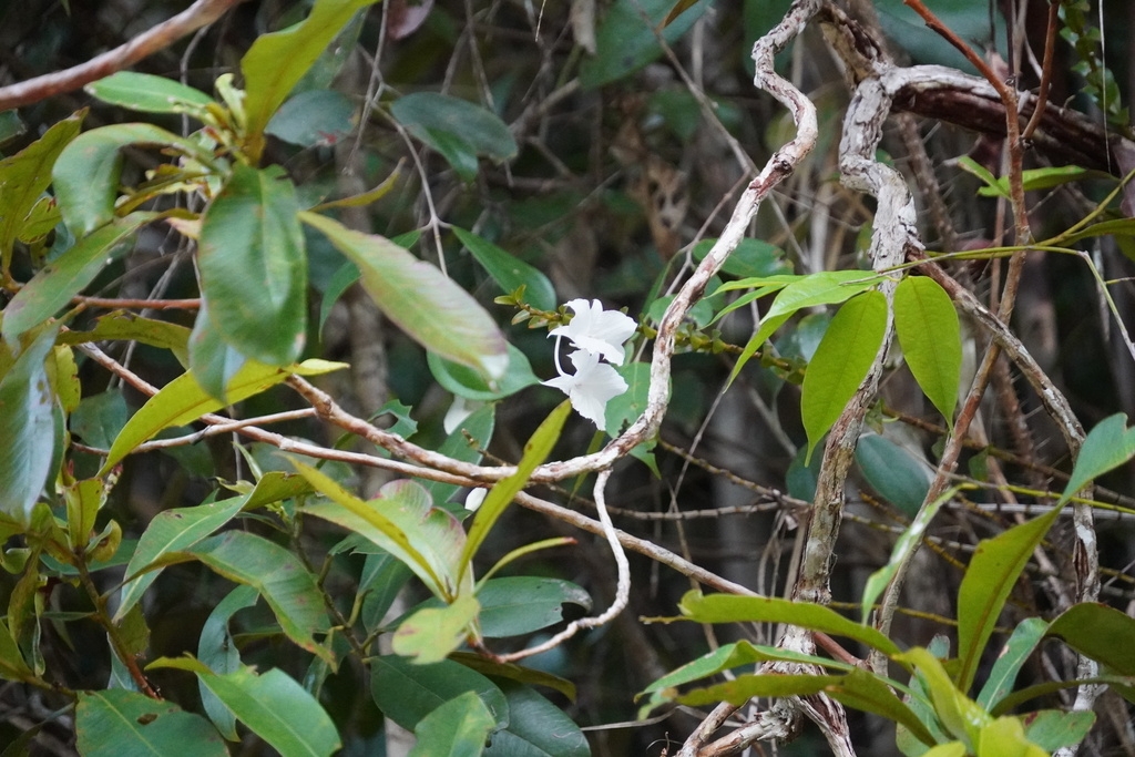 Dendrobium parthenium Rchb.f. 2