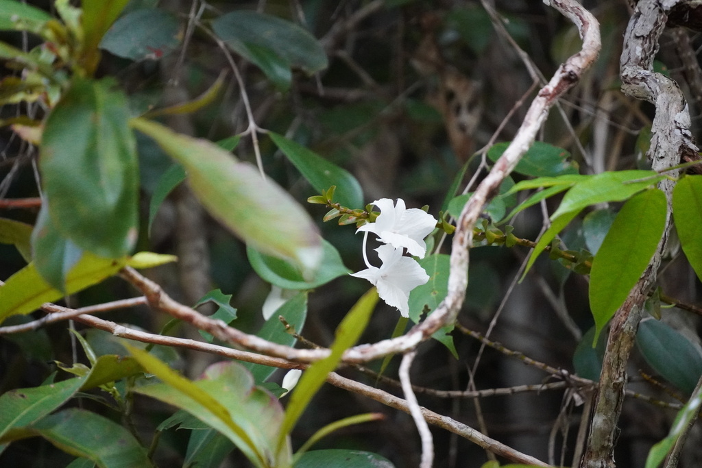 Dendrobium parthenium Rchb.f. 3