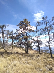 Pinus hartwegii