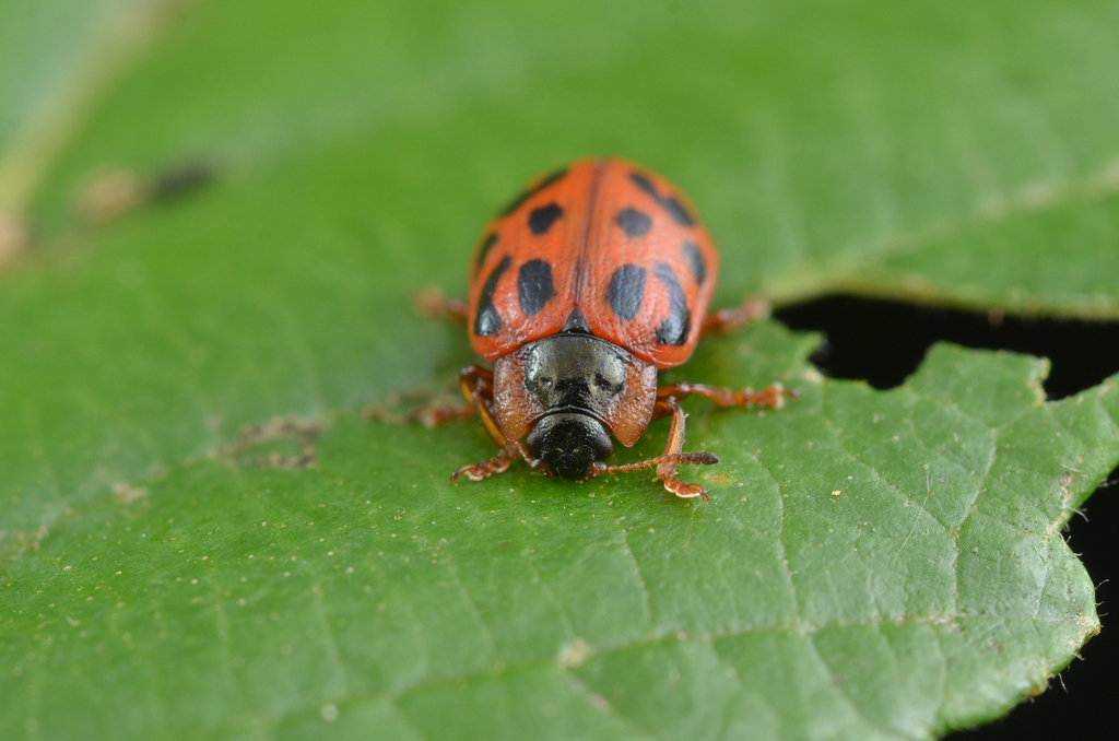 maine-leaf-beetle-from-linn-county-or-usa-on-july-30-2023-at-06-17