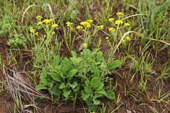 Patrinia scabiosifolia
