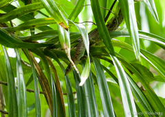 Emoia samoensis