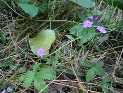 Legousia speculum-veneris