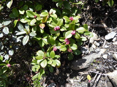 Vaccinium sikkimense