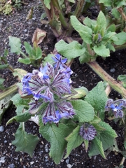 Borago