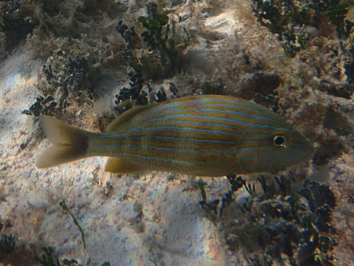 Haemulon sciurus