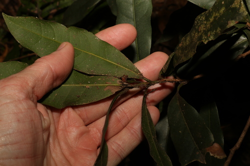 Image of Beilschmiedia elliptica by (c) Greg Tasney, some rights reserved (CC BY-SA)