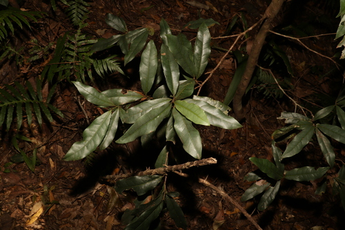 Image of Beilschmiedia elliptica by (c) Greg Tasney, some rights reserved (CC BY-SA)